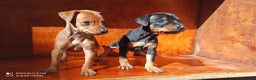 Pinscher Miniatura perros en venta: PINSCHER MINIS // COMPLETAMENTE SOCIALIZADOS - Anuncio 2