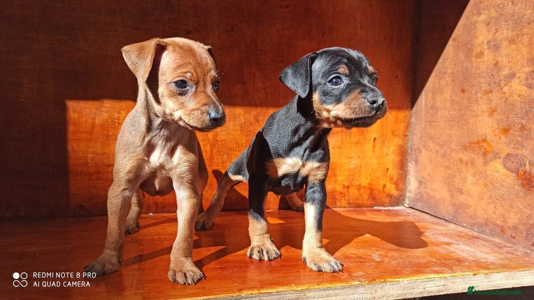 Pinscher Miniatura perros en venta: PINSCHER MINIS // COMPLETAMENTE SOCIALIZADOS - Anuncio 2