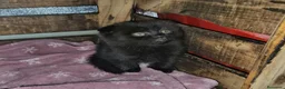 Británico de Pelo Corto gatos en venta: BRITISH SHORTAIR camada de gatitos y gatitas - Anuncio 2