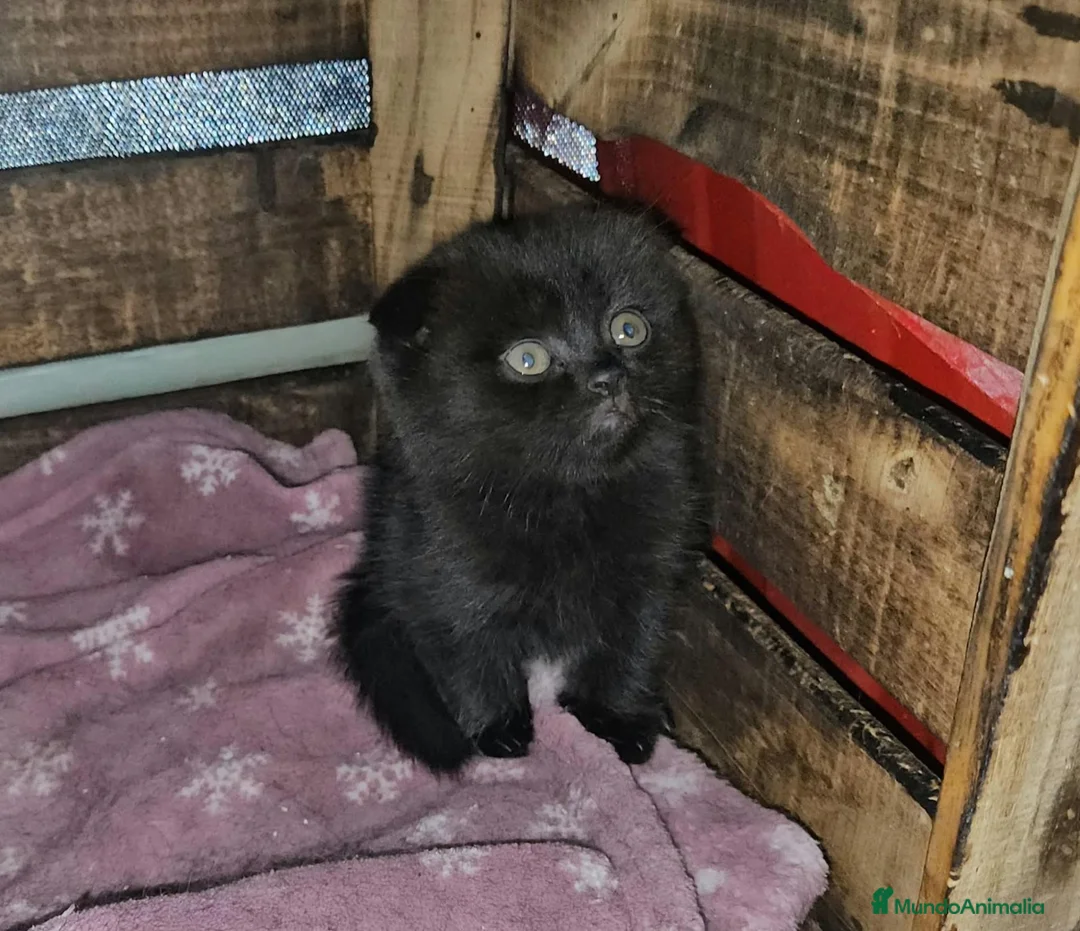 Británico de Pelo Corto gatos en venta: BRITISH SHORTAIR camada de gatitos y gatitas - Anuncio 2