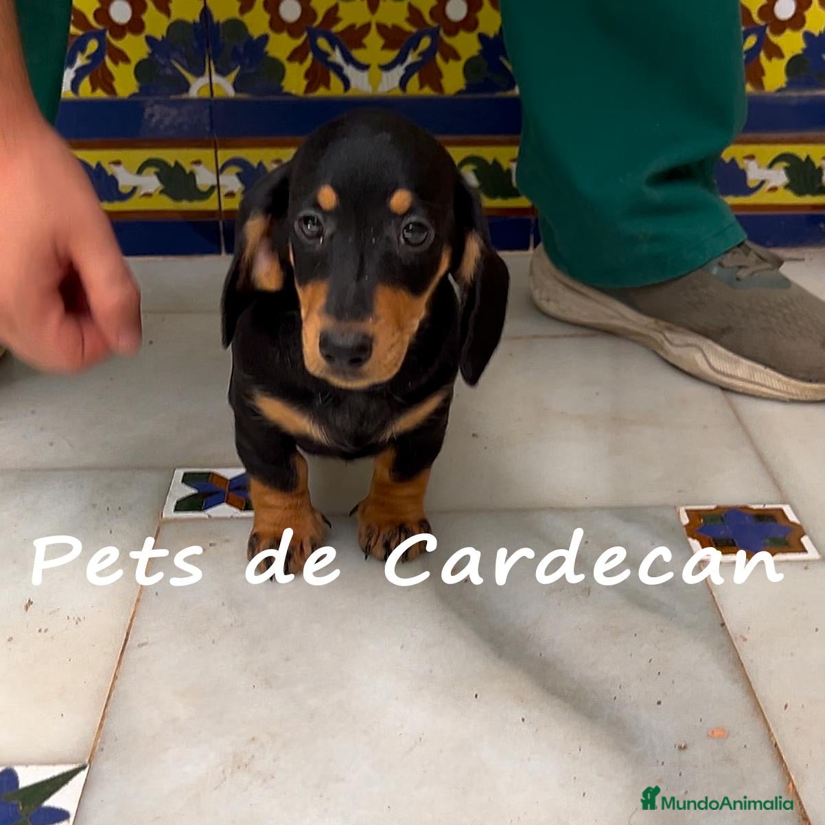 Teckel perros TECKEL HEMBRA NEGRO Y FURGO - Anuncio 1