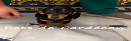 Teckel perros en venta: TECKEL HEMBRA NEGRO Y FURGO - Anuncio 1