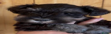 Schnauzer Miniatura 4