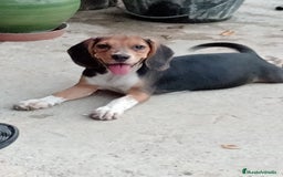 Beagle perros en venta: Begla hembra  - Imagen 2