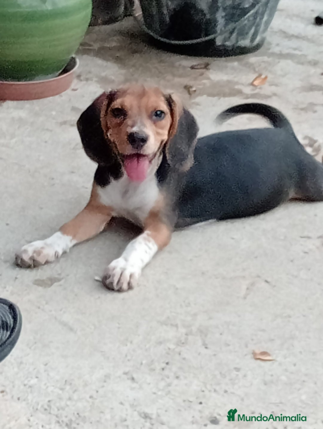 Beagle perros en venta: Begla hembra  - Imagen 2