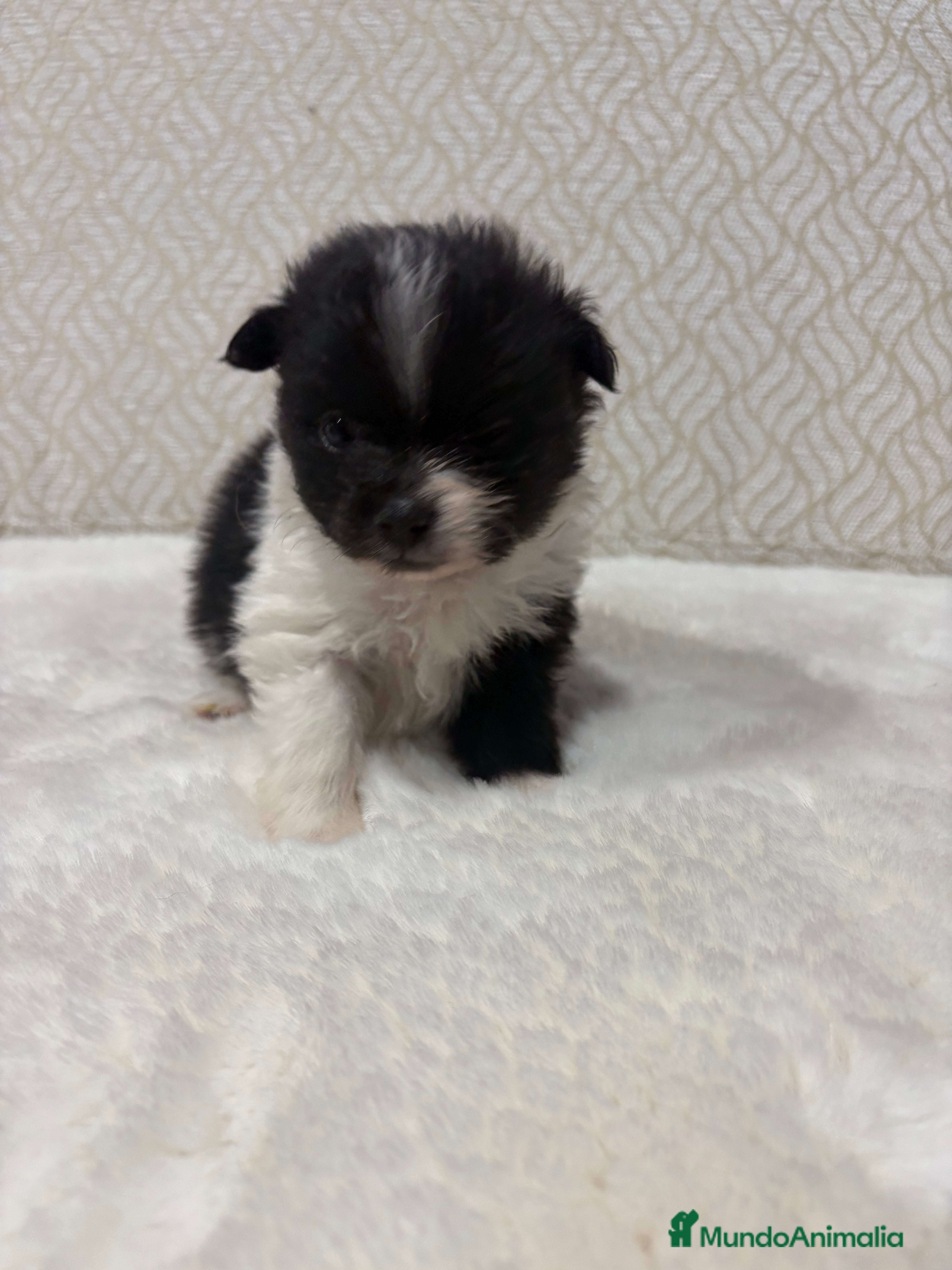 Pomerania perros Lulu Pomerania Toy macho color party Osito - Anuncio 2