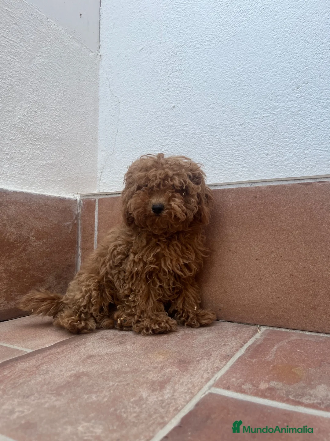 Caniche Toy perros en venta: Caniche toy - Anuncio 1