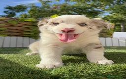 Border Collie perros en venta: BORDER COLLIE HEMBRA RED MERLE - Imagen 10
