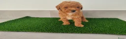 Caniche Toy perros en venta: Caniches toy - Anuncio 11