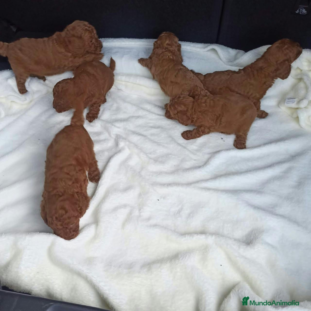 Caniche Toy perros en venta: ‼️‼️CANICHES 50% ASIÁTICOS - Anuncio 1