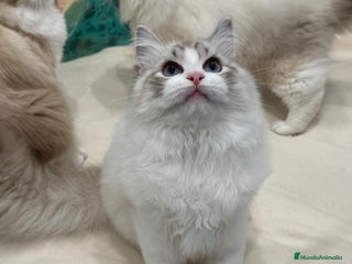 Ragdoll gatos Gatita Seal Tabby Bicolour - Anuncio 1
