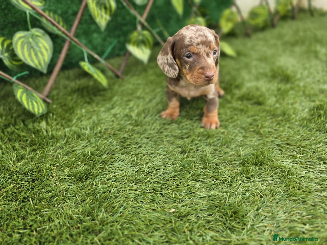 Teckel Miniatura perros en venta: TECKEL KANNINCHEN MINIATURA - Anuncio 2