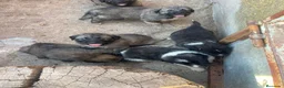 Pastor del Cáucaso perros en venta: Pastores del Cáucaso de Calidad  - Anuncio 2
