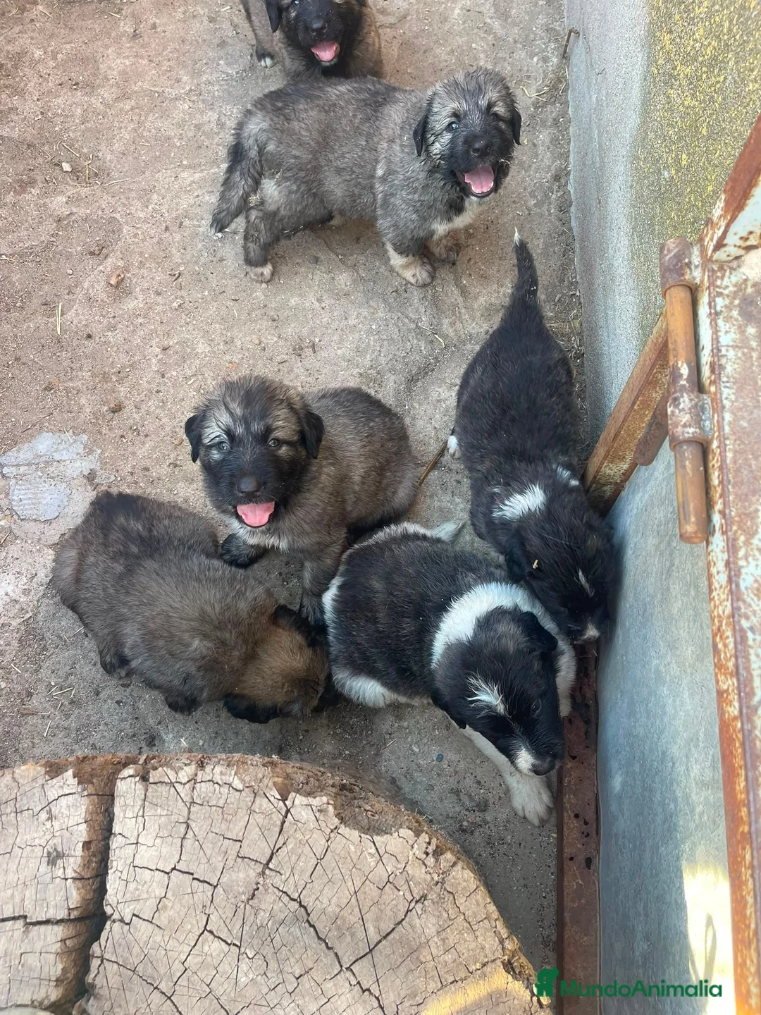 Pastor del Cáucaso perros en venta: Pastores del Cáucaso de Calidad  - Anuncio 2