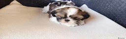 Shih Tzu perros en venta: Preciosos cachorros de shit-tzu  - Anuncio 2