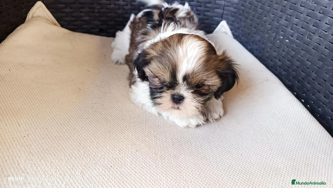 Shih Tzu perros en venta: Preciosos cachorros de shit-tzu  - Anuncio 2