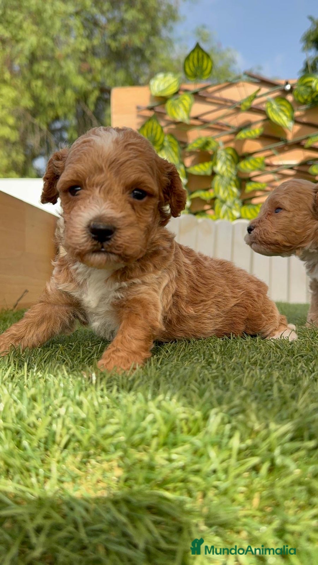 Caniche Toy perros en venta: CANICHE TOY MACHO - Imagen 17