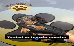 Teckel Miniatura perros en venta: Teckel Mini Arlequín – 2 Machos de 3 Meses 🌟 - Imagen 3
