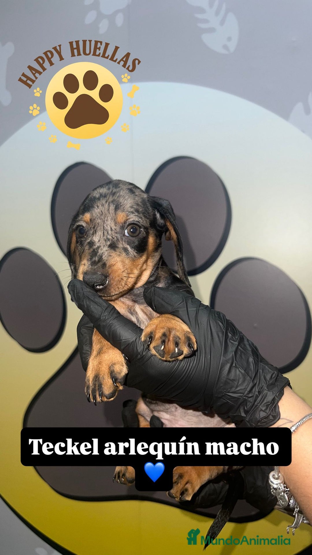 Teckel Miniatura perros en venta: Teckel Mini Arlequín – 2 Machos de 3 Meses 🌟 - Imagen 3