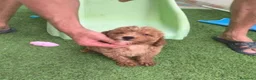 Caniche Enano perros en venta: Caniches enanos - Anuncio 5