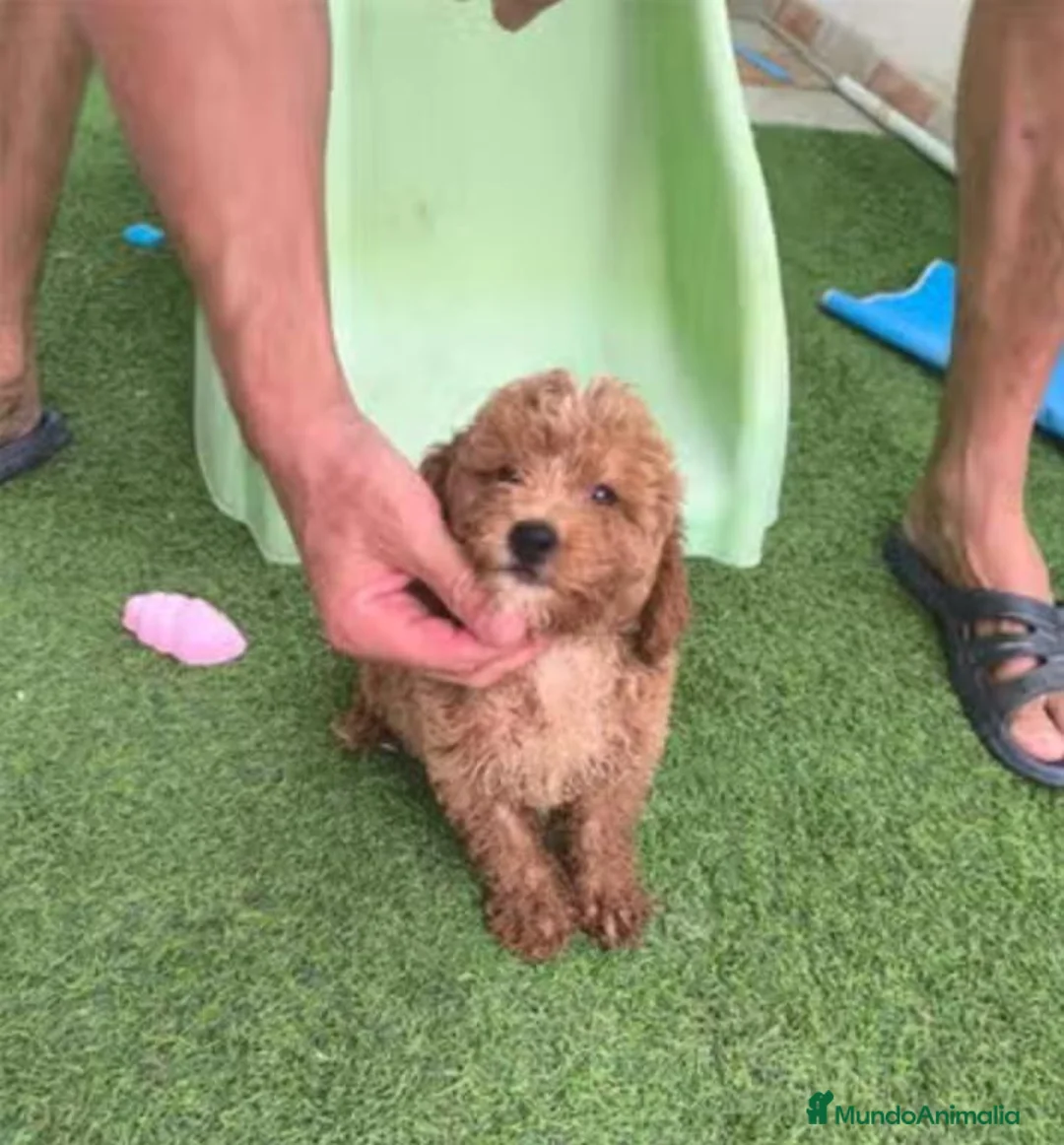 Caniche Enano perros en venta: Caniches enanos - Anuncio 5