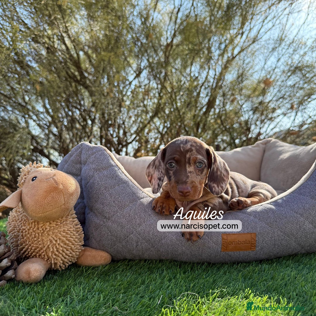Teckel Miniatura perros en venta: CRIADERO TECKEL CHOCOLATE MERLE - Imagen 2