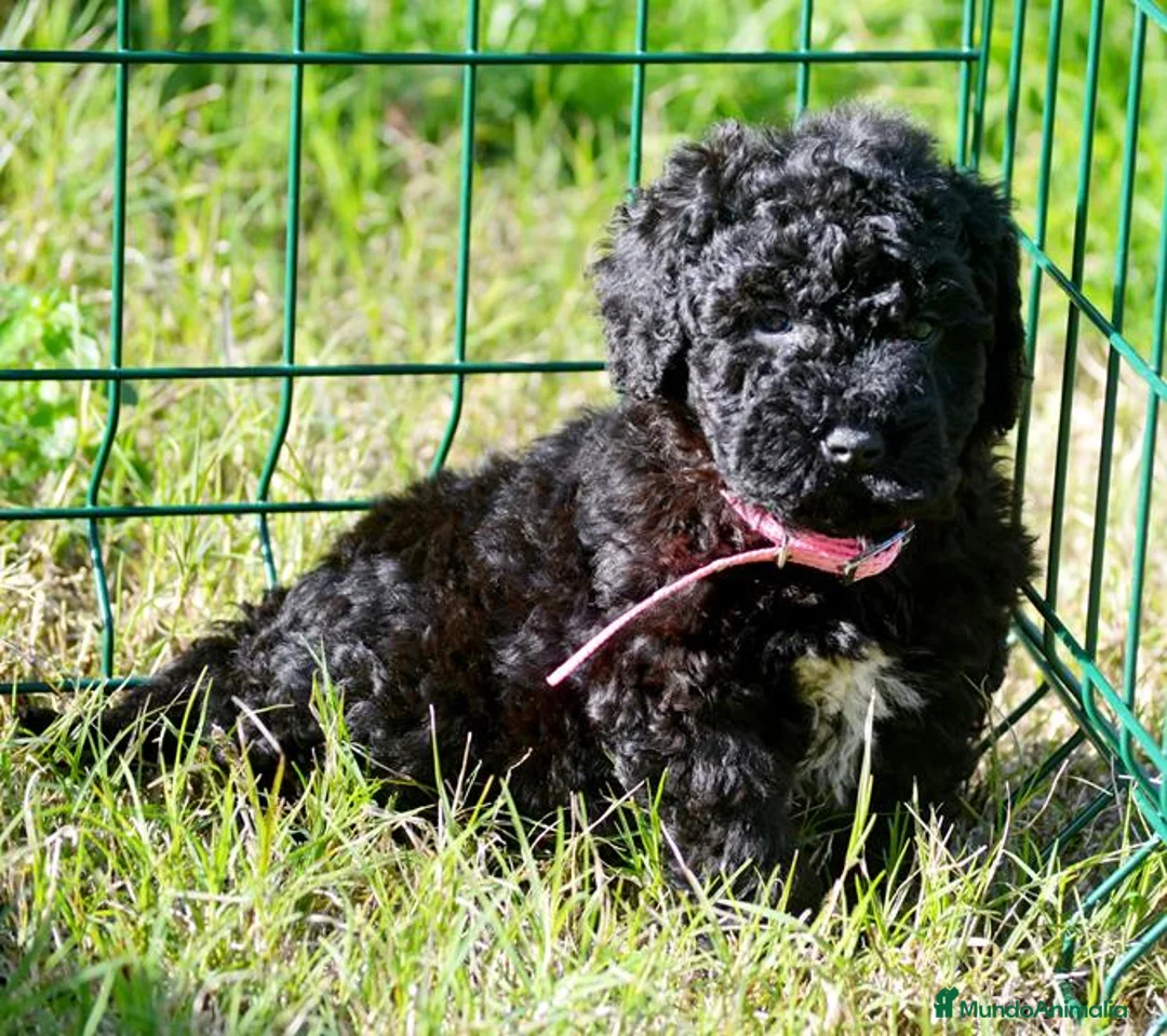 Perro de Agua Español perros en venta: CACHORRO PERRO DE AGUA ESPAÑOL  - Anuncio 8