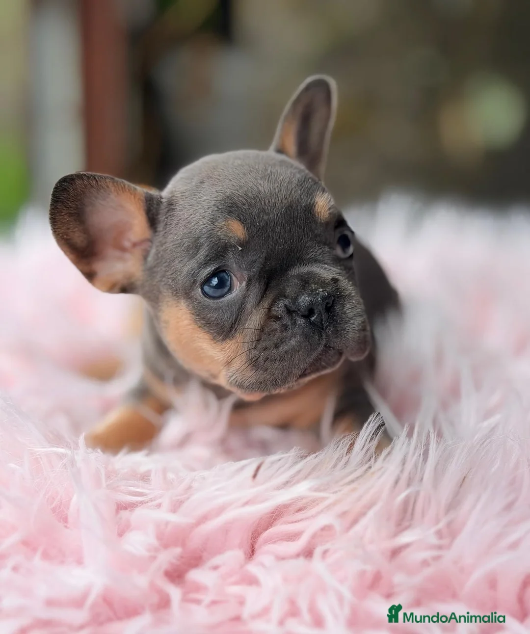 Bulldog Francés perros en venta: BULLDOG FRANCÉS BLUE AND TAN - Anuncio 1