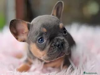 Bulldog Francés perros BULLDOG FRANCÉS BLUE AND TAN - Anuncio 1