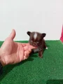 Chihuahua Cachorro 3