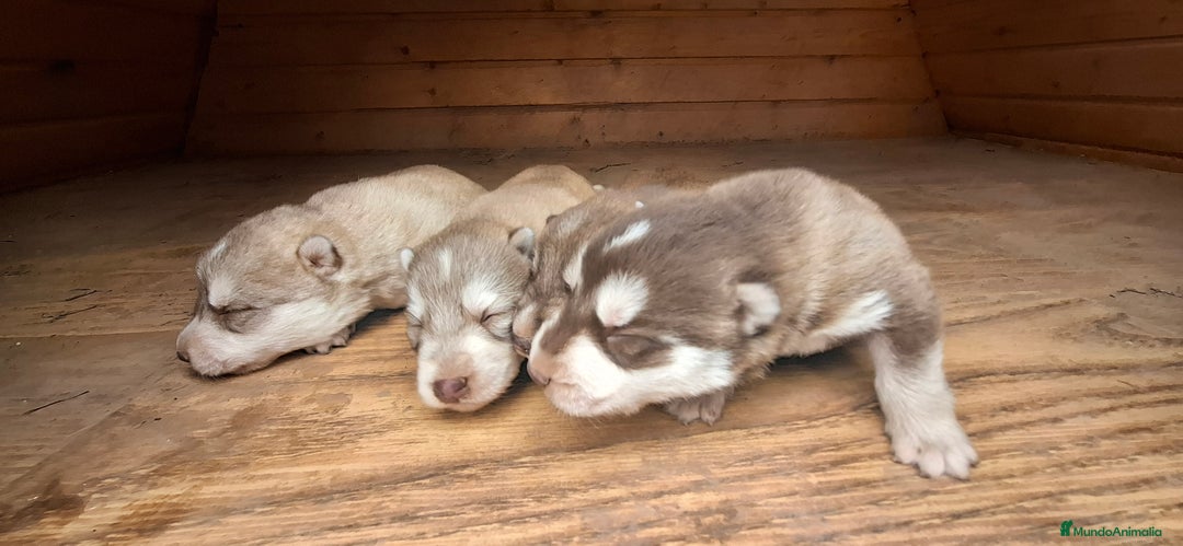 Husky Siberiano perros en venta: Husky siberiano - Anuncio 2