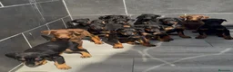 Dobermann perros en venta: Doberman o Dobermann - Anuncio 4