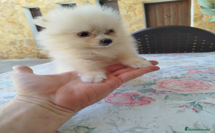Pomerania perros - Anuncio 3