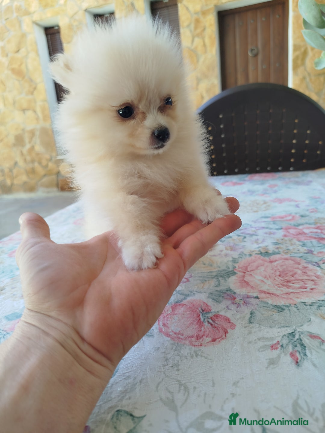 Pomerania perros en venta: Lulú de pomerania  - Imagen 1