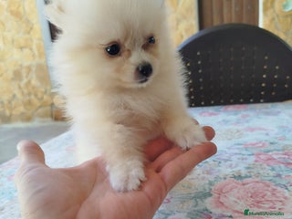 Pomerania perros - Anuncio 40