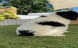 Perro de Agua Español perros en venta: PERRO DE AGUA MACHO - Imagen 12