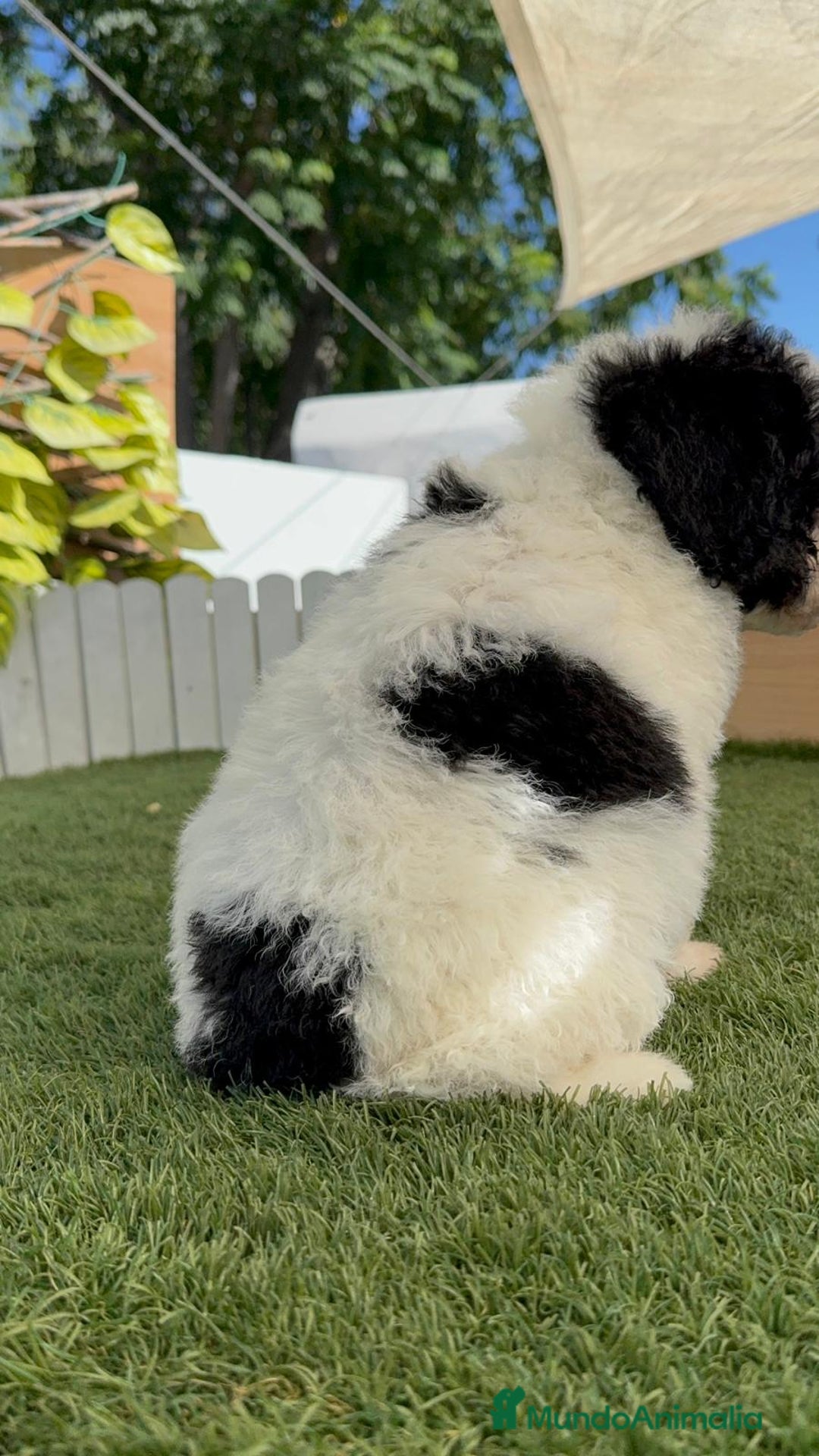 Perro de Agua Español perros en venta: PERRO DE AGUA MACHO - Imagen 12