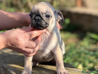 Carlino - Pug perros en Barcelona - Anuncio 2