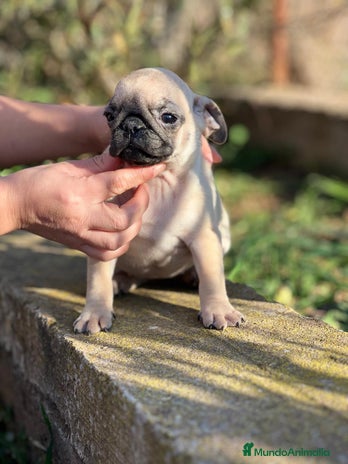 Carlino - Pug perros en Barcelona - Anuncio 2