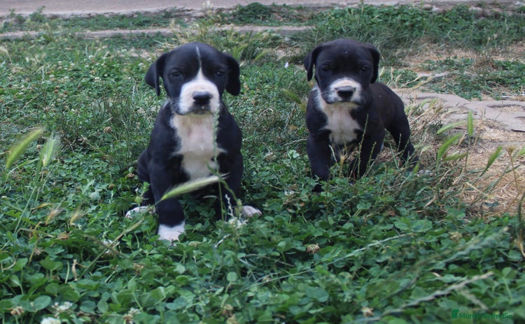Dogo Alemán perros - Propaganda 19