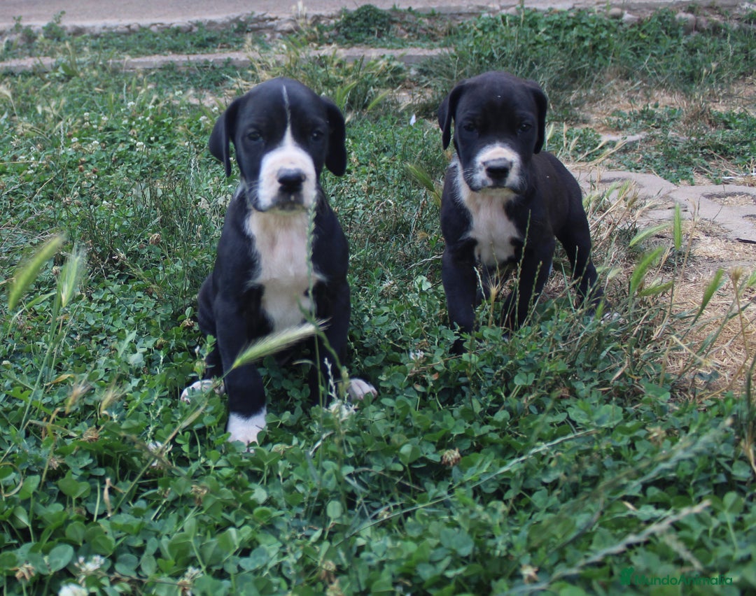Dogo Alemán perros en venta: Dogo aleman / gran danés  - Imagen 1