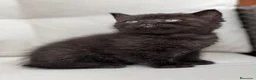 Británico de Pelo Corto gatos en venta: PRECIOSA BRITISH SHORTHAIR NEGRA - Anuncio 2