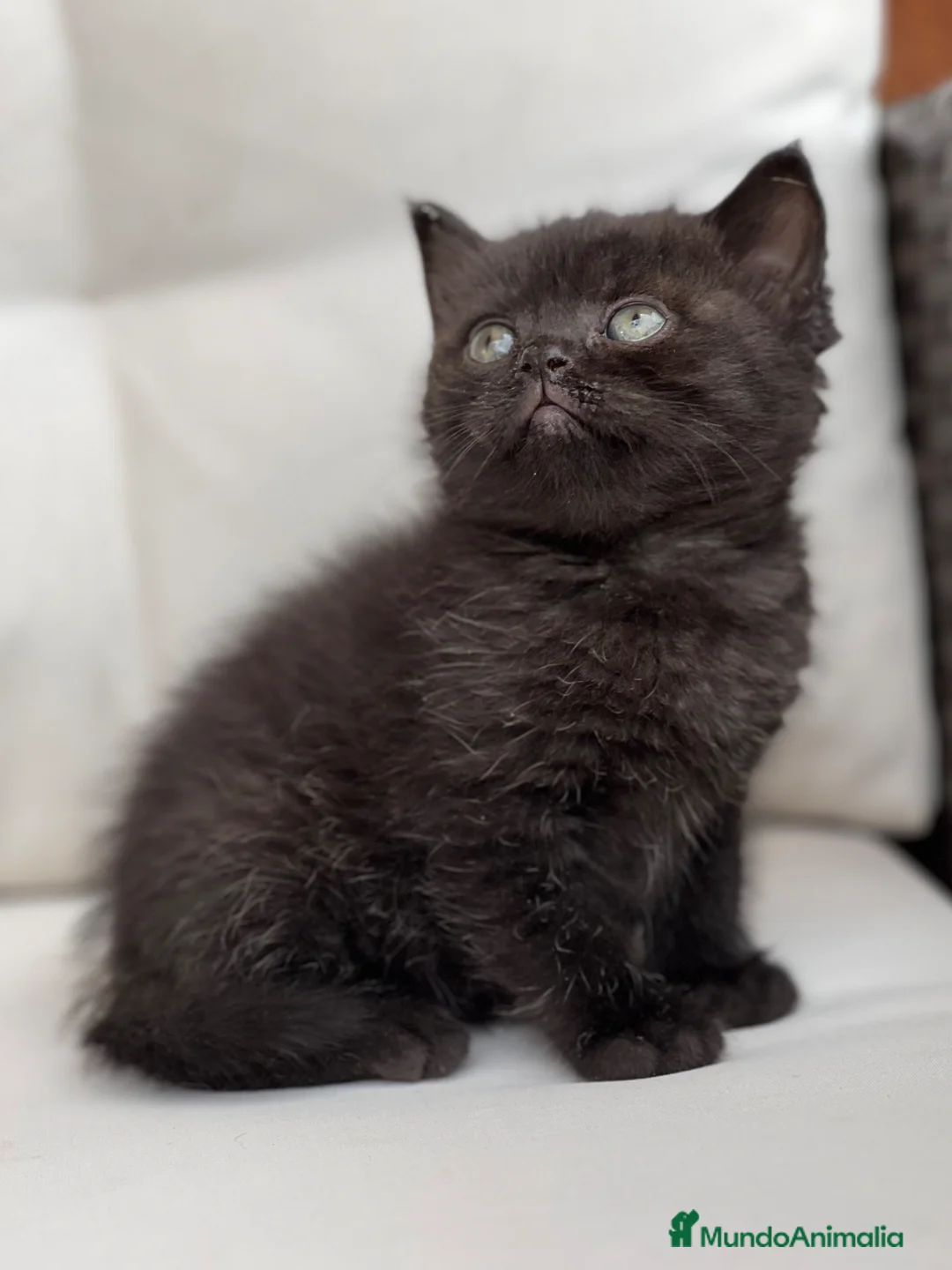 Británico de Pelo Corto gatos en venta: PRECIOSA BRITISH SHORTHAIR NEGRA - Anuncio 2