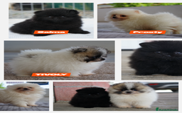 Pomerania perros en venta: 🐶 Pom vibes: Tívoli, Froxty y Salma - Imagen 1