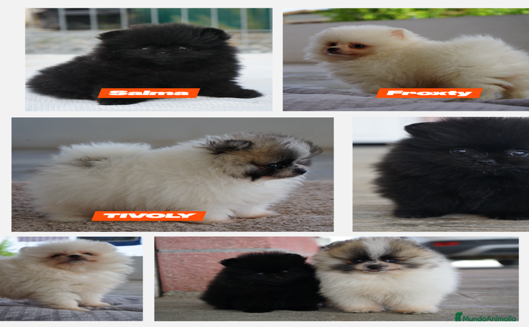 Pomerania perros - Propaganda 16