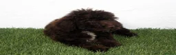 Perro de Agua Español perros en venta: Perro de Agua Español - Anuncio 4