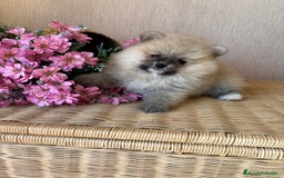 Pomerania perros en venta: Pomerania hembra sable disponible !! - Imagen 8