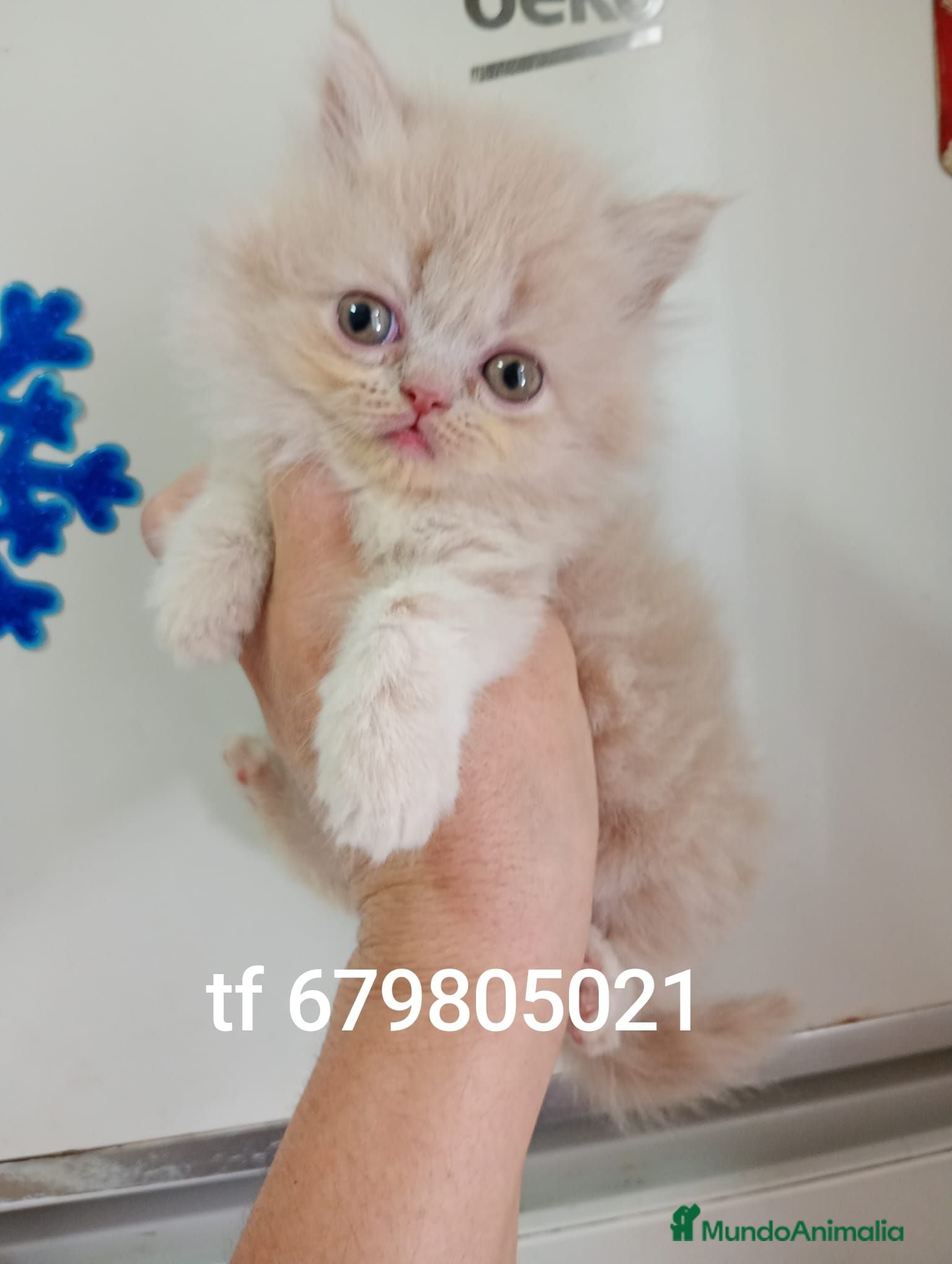 Exótico de Pelo Largo gatos Gatitos persa himalayo  - Anuncio 1