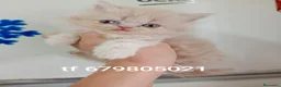Exótico de Pelo Largo gatos en venta: Gatitos persa himalayo  - Anuncio 1