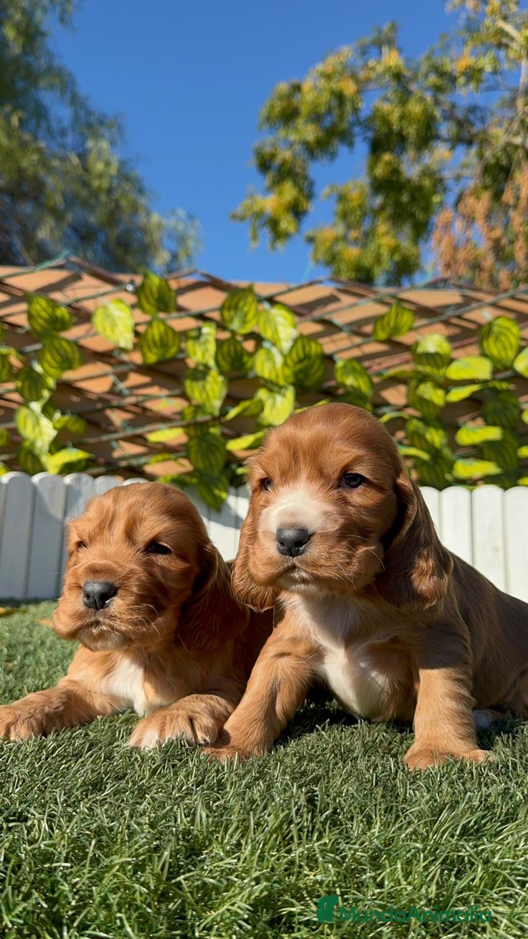 Cocker Spaniel Inglés perros en venta: COCKER SPANIEL INGLES - Anuncio 7